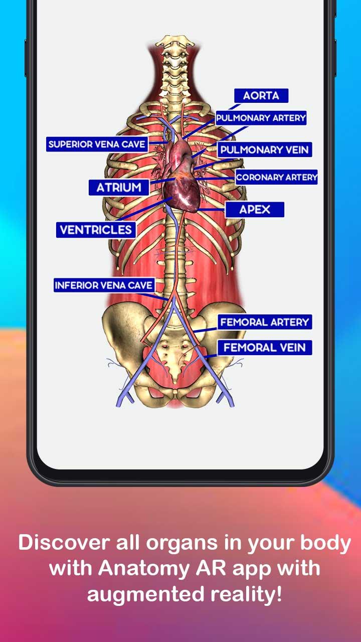 Anatomy AR